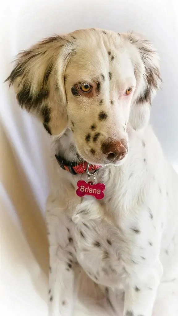 A real portrait of Briana, a Llewellyn Setter with a white and speckled coat, soft ears and her pink Briana name tag.